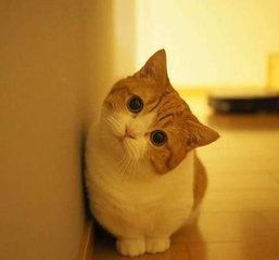 im钱包官方下载